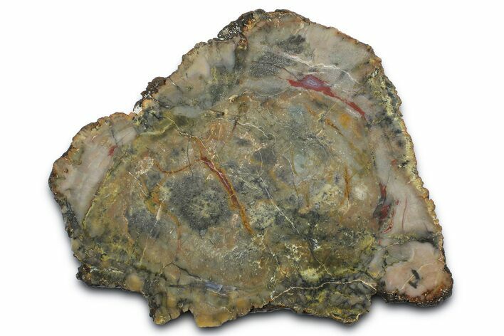 Dinosaur Coprolite Nodule Slice - Utah #372749